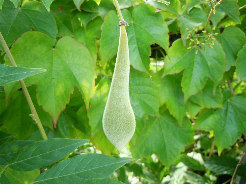 Wisteria sinensis